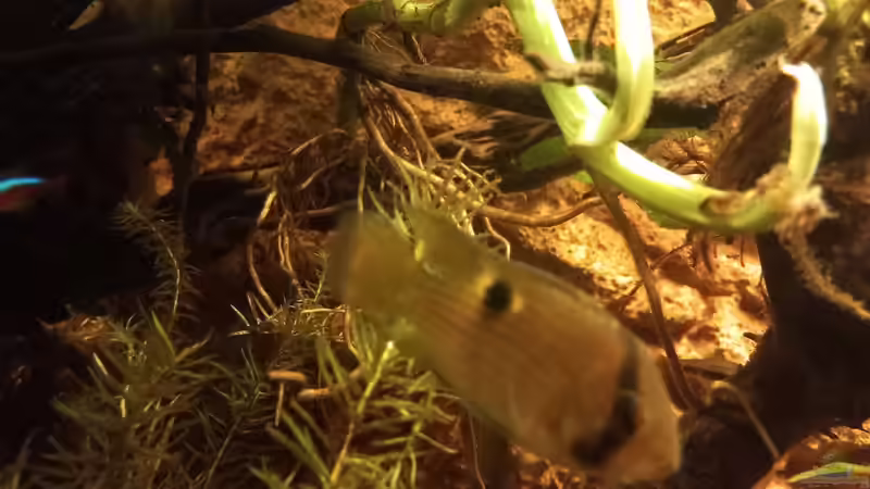 Aquarium Südamerika-Flusslauf von Max Latinski (3)