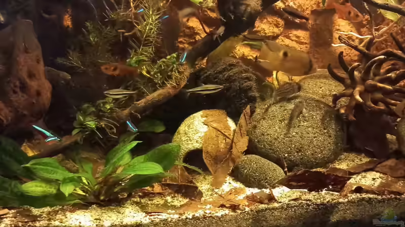 Aquarium Südamerika-Flusslauf von Max Latinski (4)