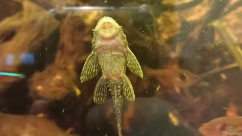 Aquarium Südamerika-Flusslauf von Max Latinski (5)