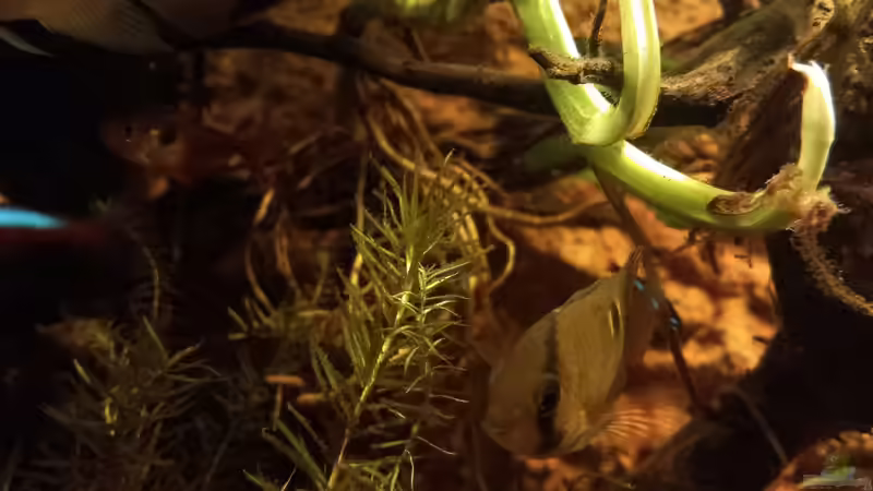 Aquarium Südamerika-Flusslauf von Max Latinski (6)