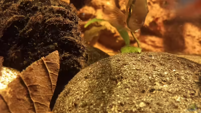 Aquarium Südamerika-Flusslauf von Max Latinski (9)