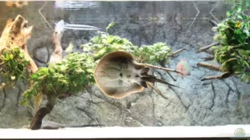 Aquarium Südamerika GB von AlexDhc (2)