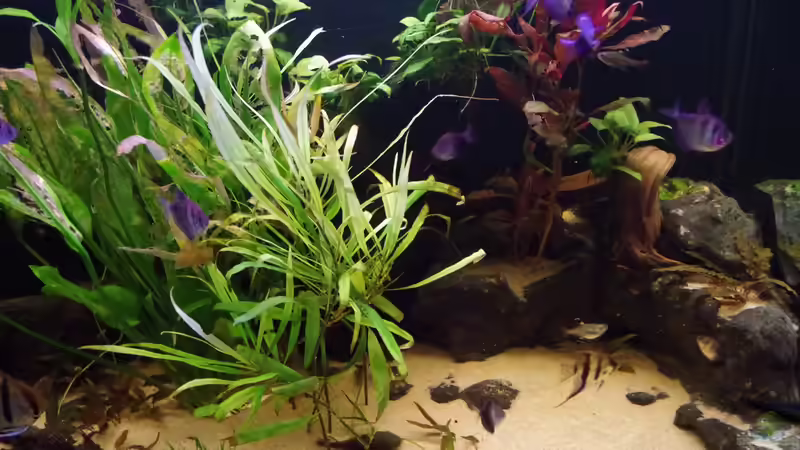 Aquarium Südamerika Gesellschaftsbecken 31372 von Dahoimbocha (2)