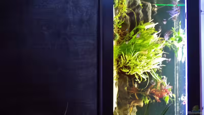 Aquarium Südamerika Gesellschaftsbecken 31372 von Dahoimbocha (4)