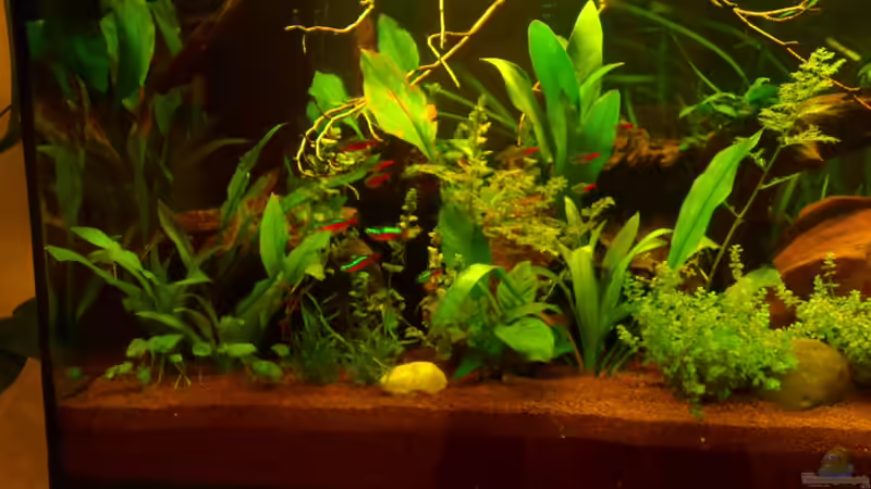 Aquarium Südamerika-Gesellschaftsbecken von ChillingTurtle (9)