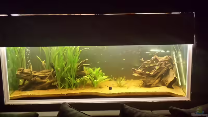 Aquarium Südamerika Gesellschaftsbecken von Tobias Zelzer (10)