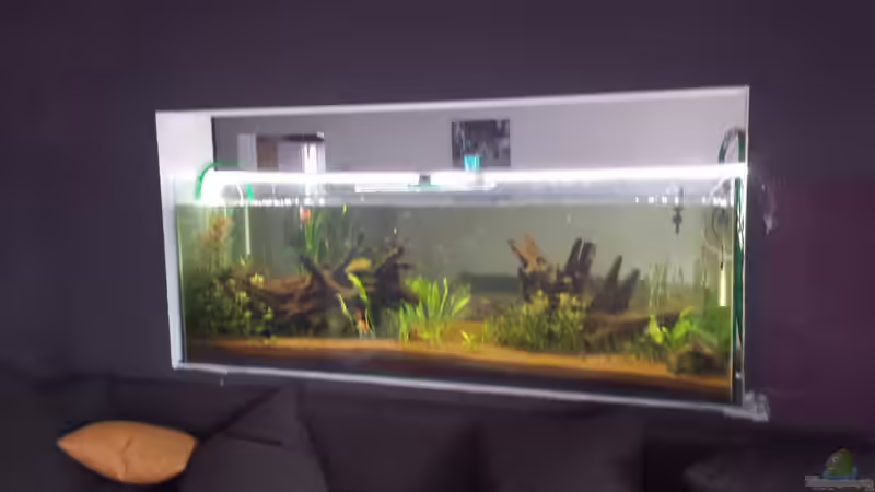 Aquarium Südamerika Gesellschaftsbecken von Tobias Zelzer (11)