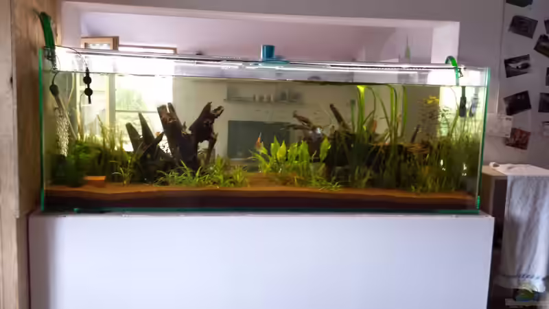 Aquarium Südamerika Gesellschaftsbecken von Tobias Zelzer (12)