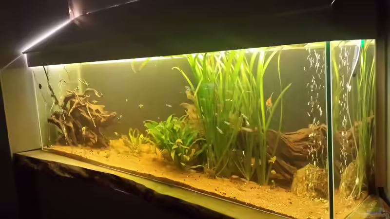 Aquarium Südamerika Gesellschaftsbecken von Tobias Zelzer (2)