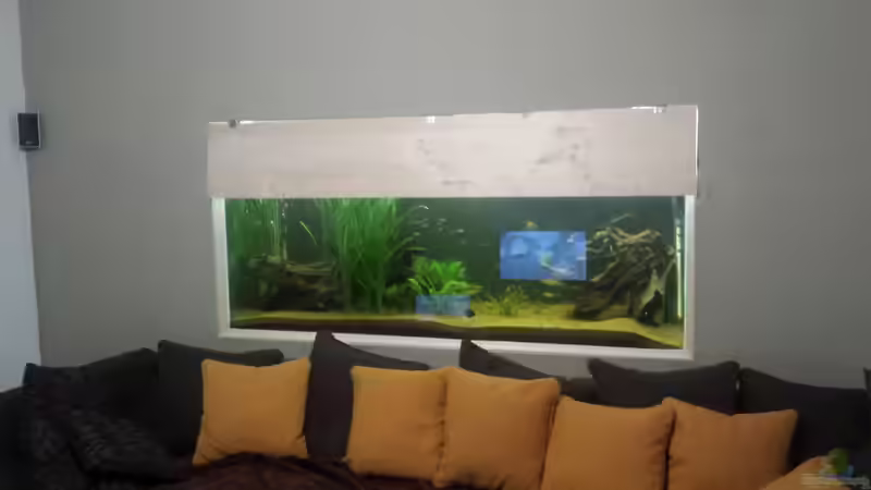 Aquarium Südamerika Gesellschaftsbecken von Tobias Zelzer (3) (7)