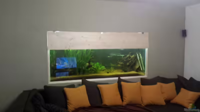 Aquarium Südamerika Gesellschaftsbecken von Tobias Zelzer (4)