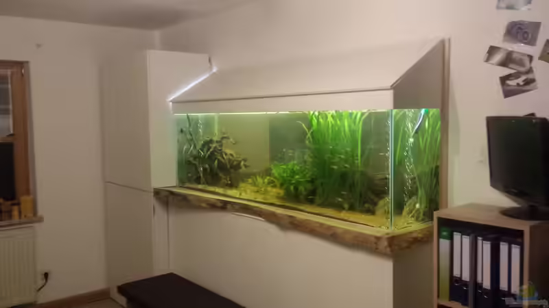 Aquarium Südamerika Gesellschaftsbecken von Tobias Zelzer (5)