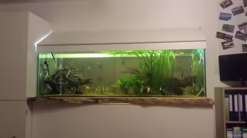 Aquarium Südamerika Gesellschaftsbecken von Tobias Zelzer (6)