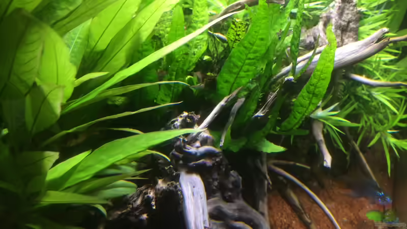 Aquarium Südamerika-Juwel Rekord 600 von Baron Zelle (3)