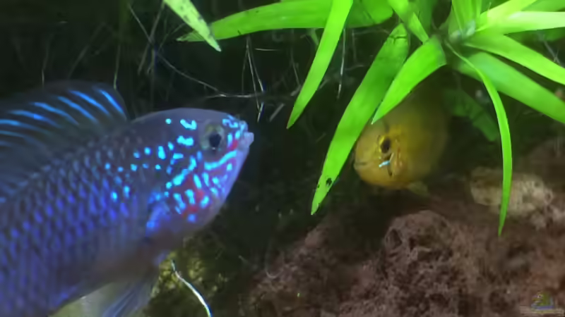 Aquarium Südamerika-Juwel Rekord 600 von Baron Zelle (4)