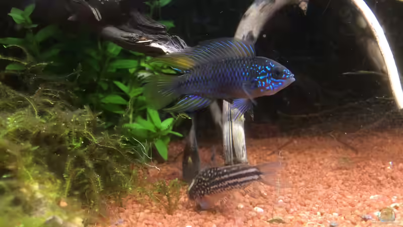 Aquarium Südamerika-Juwel Rekord 600 von Baron Zelle (6)