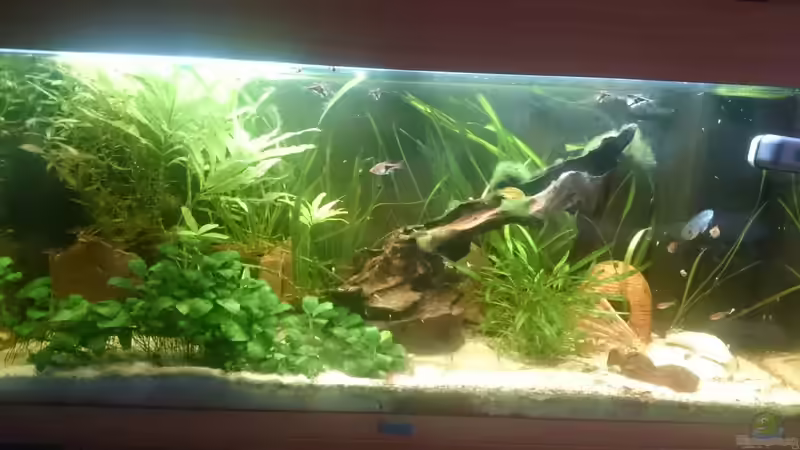 Aquarium Südamerika-Juwel Rio von Z to the osel (2)