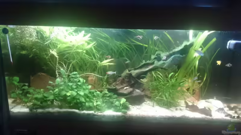 Aquarium Südamerika-Juwel Rio von Z to the osel (3)