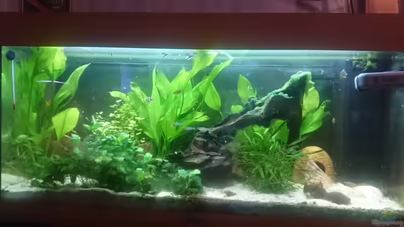 Aquarium Südamerika-Juwel Rio von Z to the osel (5)