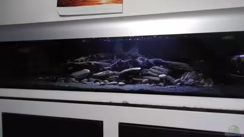 Aquarium Südamerika L46 von Lindau Welse (2)