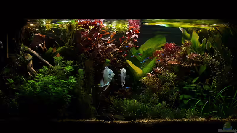 Aquarium Südamerika Oase -aufgelöst. Nur noch als Beispiel von Mel (15)