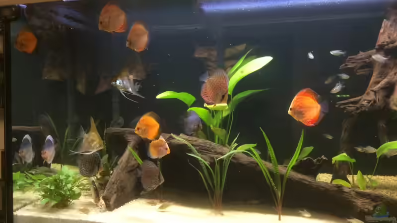 Aquarium Südamerika Paradies von GG (6)