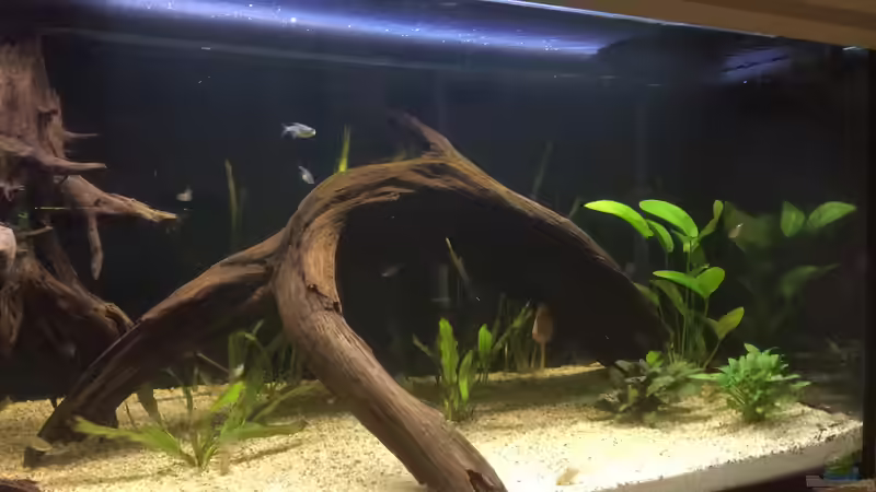 Aquarium Südamerika Paradies von GG (7)