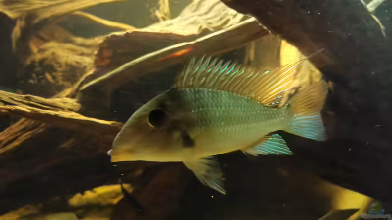 Aquarium Südamerika Pfütze von Basde (2)