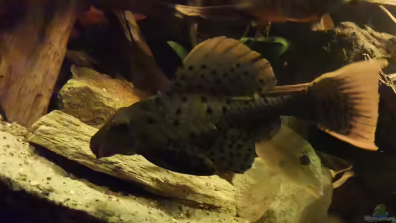 Aquarium Südamerika Pfütze von Basde (4)