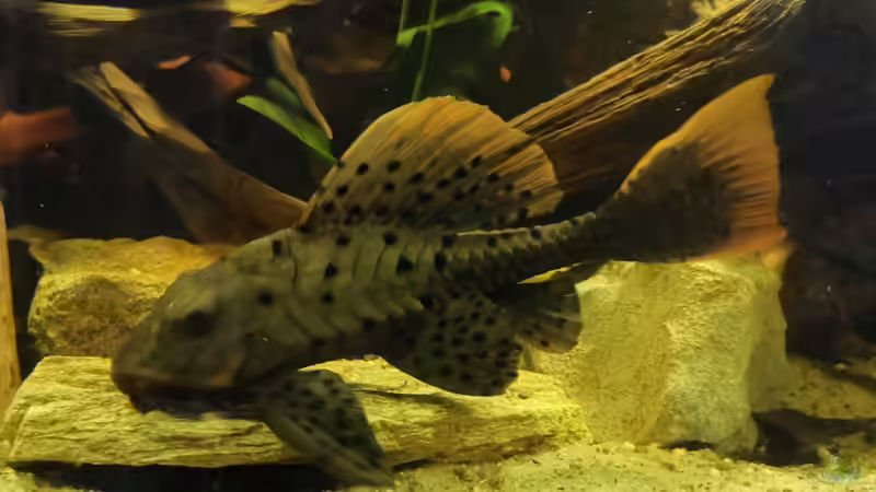 Aquarium Südamerika Pfütze von Basde (5)