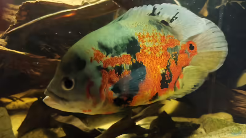 Aquarium Südamerika Pfütze von Basde (7)