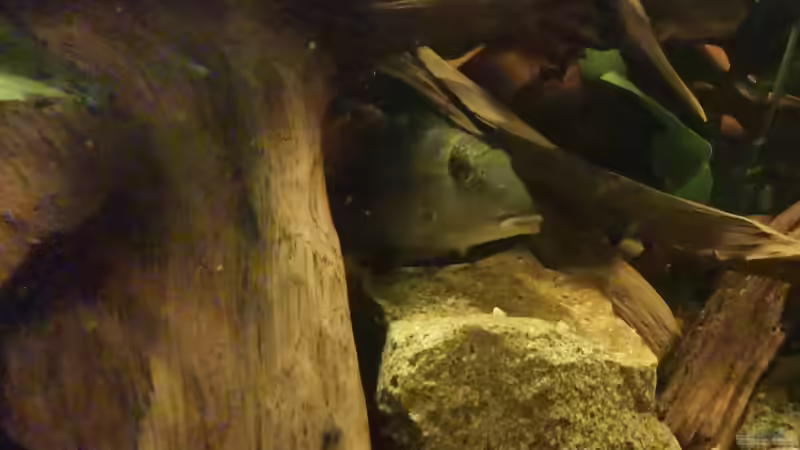 Aquarium Südamerika Pfütze von Basde (8)