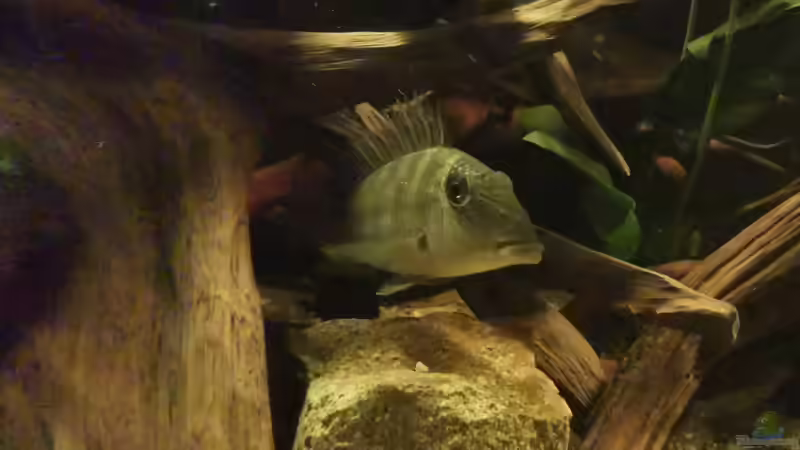 Aquarium Südamerika Pfütze von Basde (9)