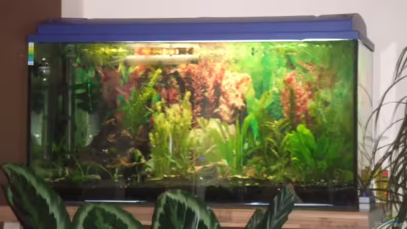 Aquarium Südamerika Rechteck Becken von Nancy Ettlich (2)