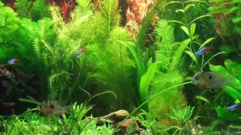 Aquarium Südamerika Rechteck Becken von Nancy Ettlich (3)