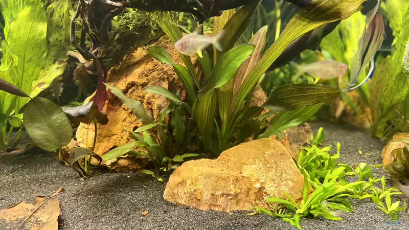 Aquarium Südamerika Rio Manacapuru Aquarium von Gernhart (12)