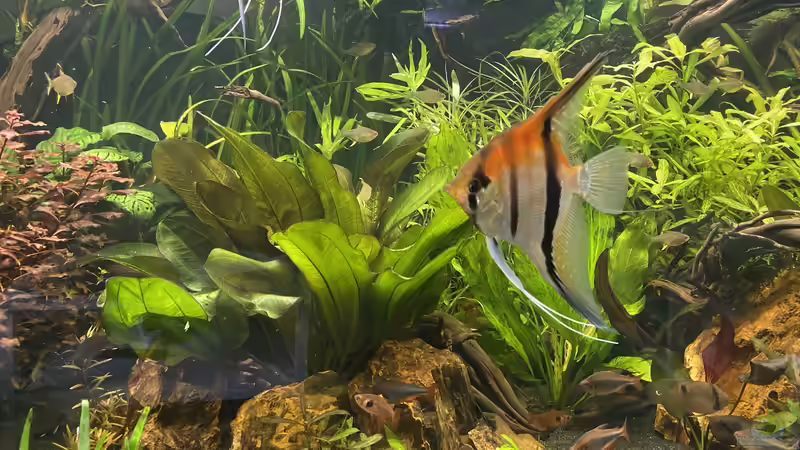 Aquarium Südamerika Rio Manacapuru Aquarium von Gernhart (13)