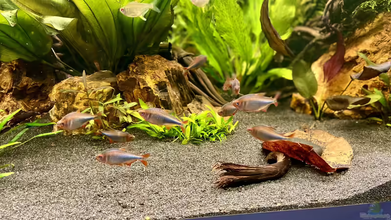 Aquarium Südamerika Rio Manacapuru Aquarium von Gernhart (14)