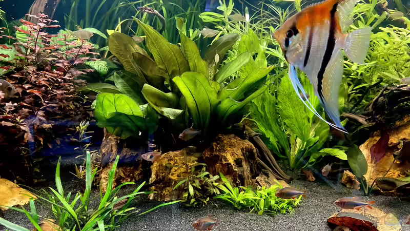 Aquarium Südamerika Rio Manacapuru Aquarium von Gernhart (15)