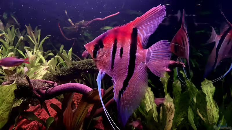 Aquarium Südamerika Rio Manacapuru Aquarium von Gernhart (2)