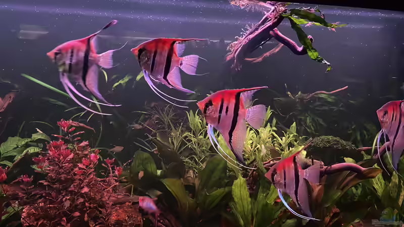 Aquarium Südamerika Rio Manacapuru Aquarium von Gernhart (3)