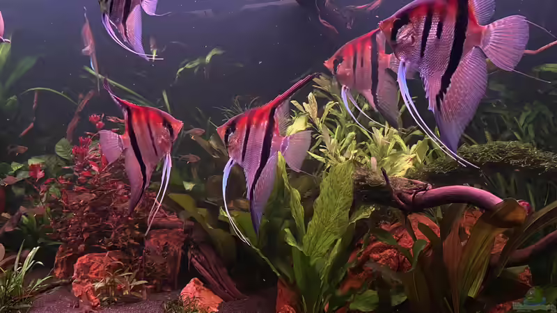 Aquarium Südamerika Rio Manacapuru Aquarium von Gernhart (7)