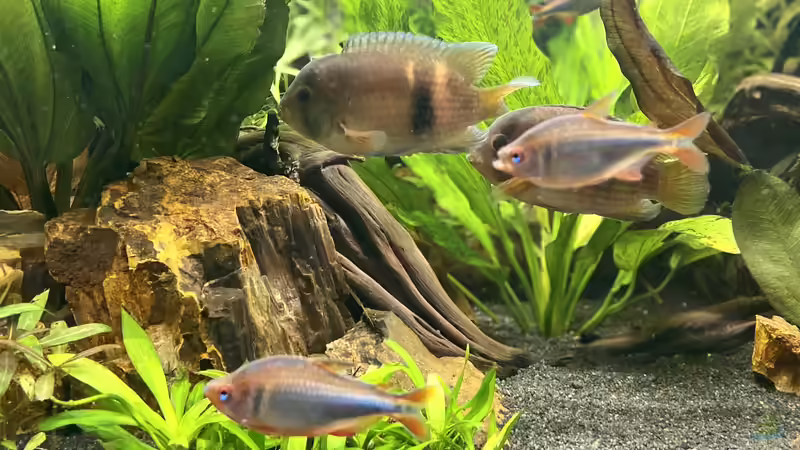 Aquarium Südamerika Rio Manacapuru Aquarium von Gernhart (8)