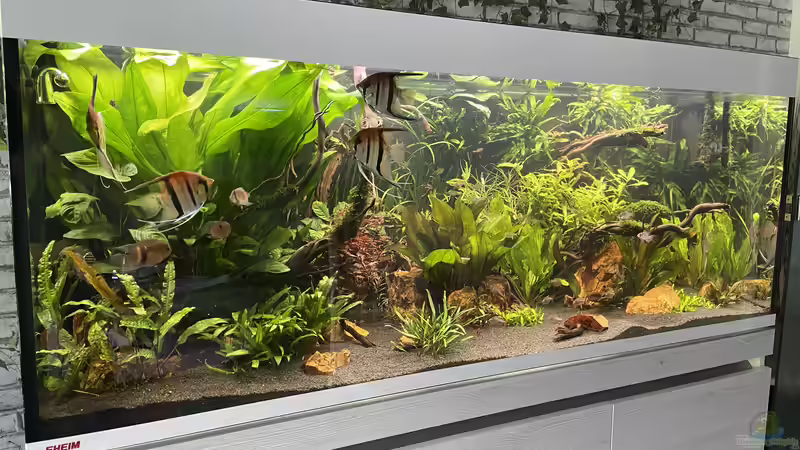 Aquarium Südamerika Rio Manacapuru Aquarium von Gernhart (9)