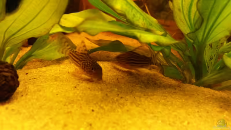 Aquarium Südamerika Traum von Basti Rothe (2)