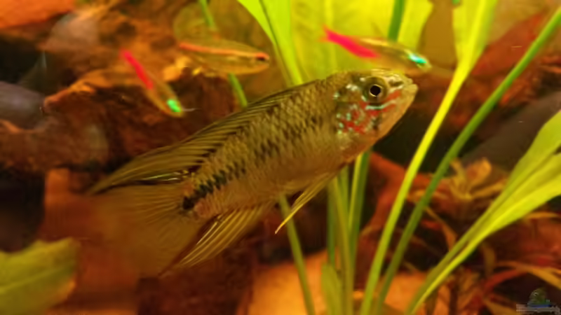 Aquarium Südamerika Traum von Basti Rothe (3)