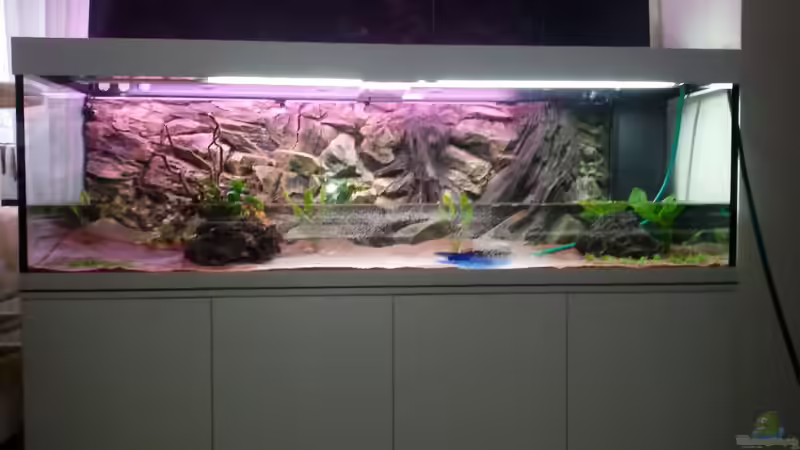 Aquarium Südamerika Traum von Discus (2)