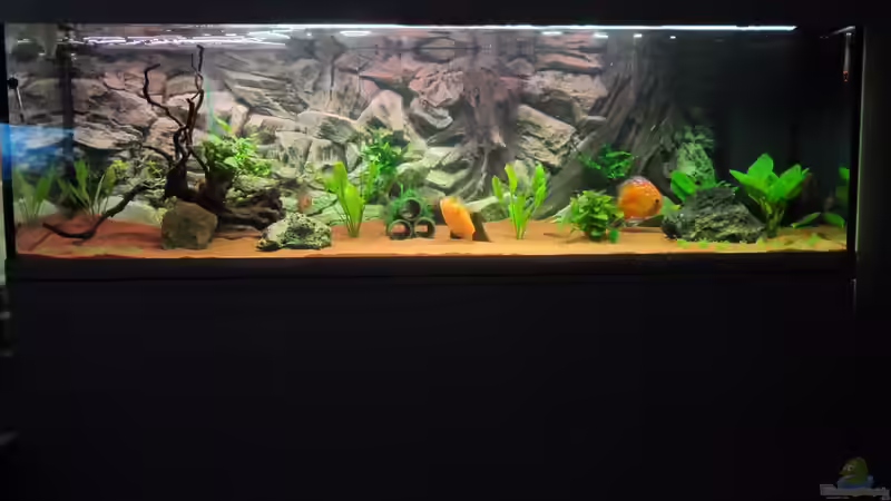 Aquarium Südamerika Traum von Discus (4)
