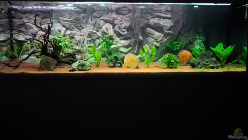 Aquarium Südamerika Traum von Discus (5)