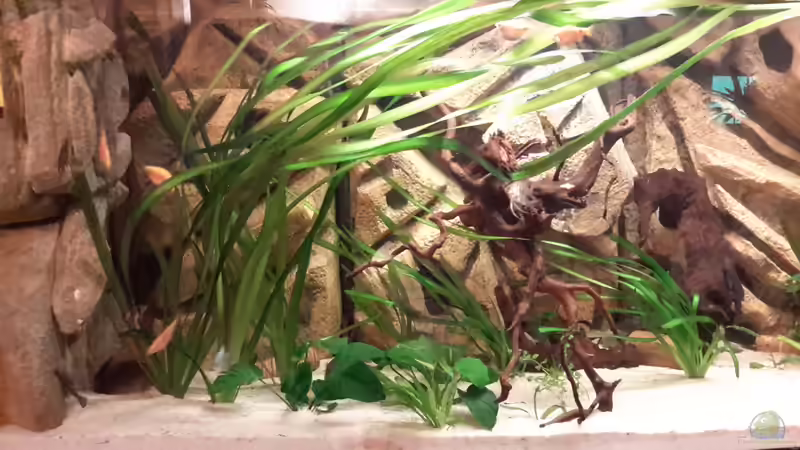 Aquarium Südamerika von brokhauser (10)